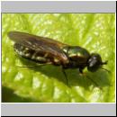 Chloromyia formosa - Waffenfliege w01.jpg